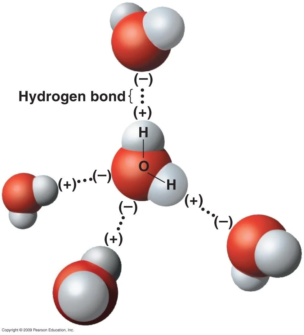 Hydrogen bonds forming between water molecules
